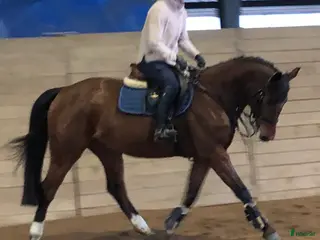 Allround hästar till salu: En bästa vän - Annons 1