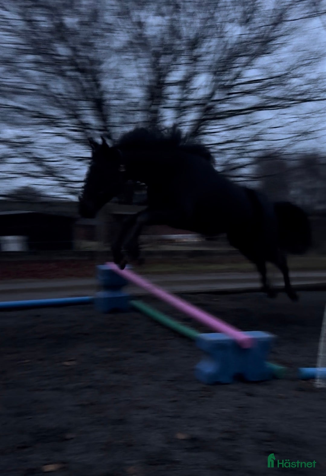 Allround hästar till salu: Världens snällaste tjej  i Blentarp - Annons 7