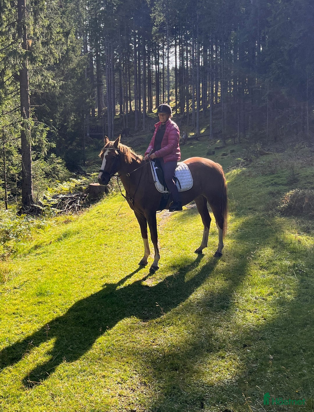Dressyr hästar till salu: Nydelig liten dressurbetont hoppe i Lier - Bild 6