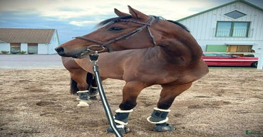  hästar i Helsingborg - Annons 1