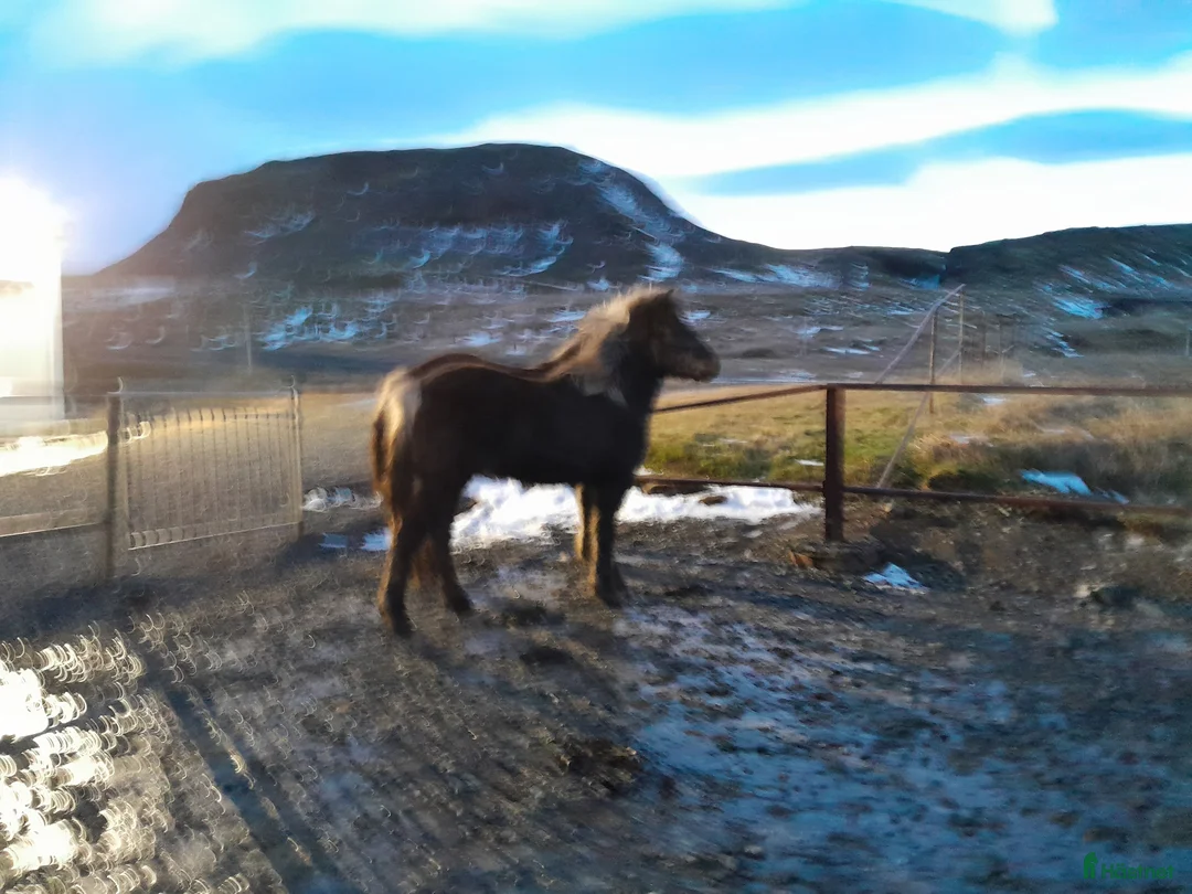 Island hästar till salu: Hästar till salu - Annons 6