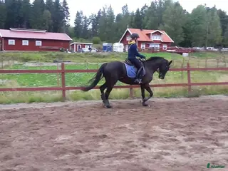 stallplats Lediga stallplatser Tullinge (box resp. lösdrift) - Annons 5