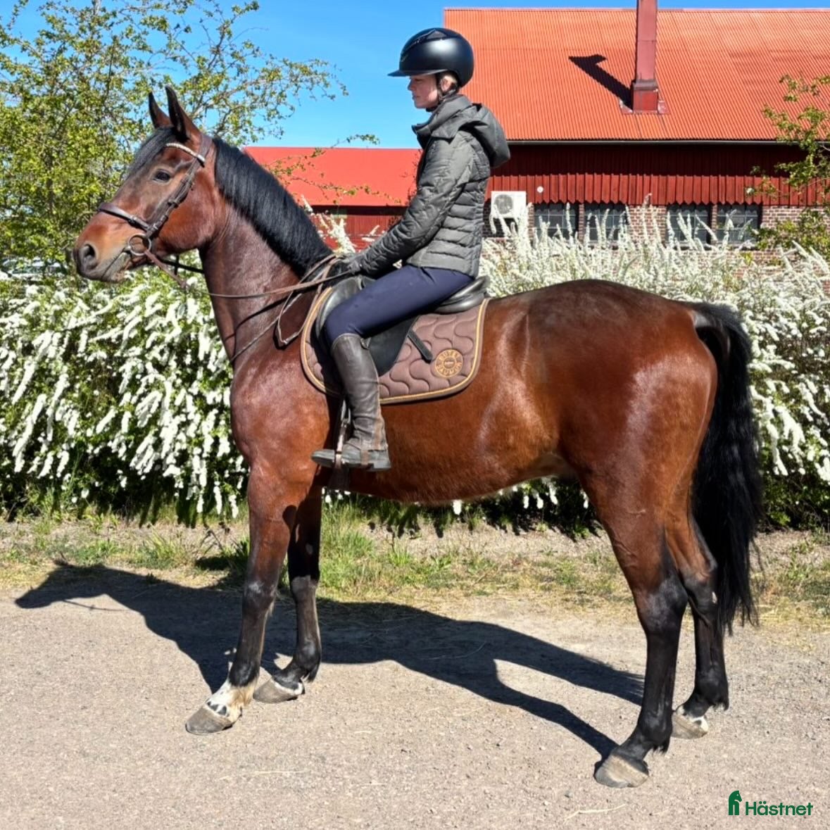  hästar Charmig Valack med utvecklingpotential🦄⭐️ - Annons 8
