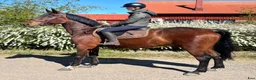 Allround hästar till salu: Charmig Valack med utvecklingpotential🦄⭐️ - Annons 1