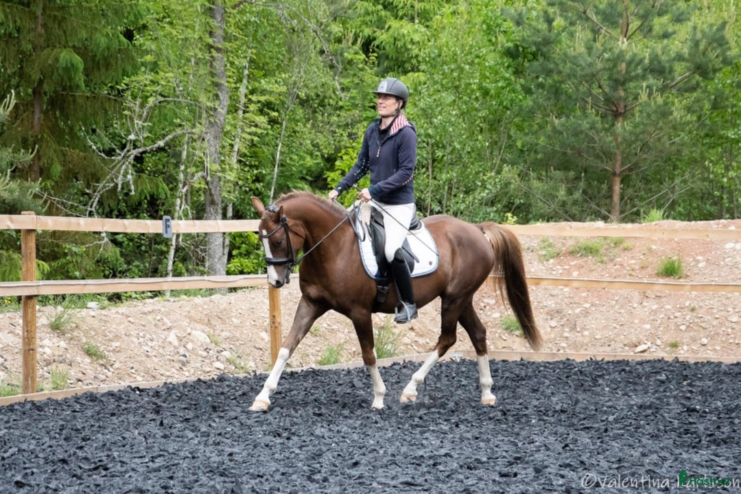 Dressyr hästar till salu: Lovande 4-åring i Vimmerby - Annons 2
