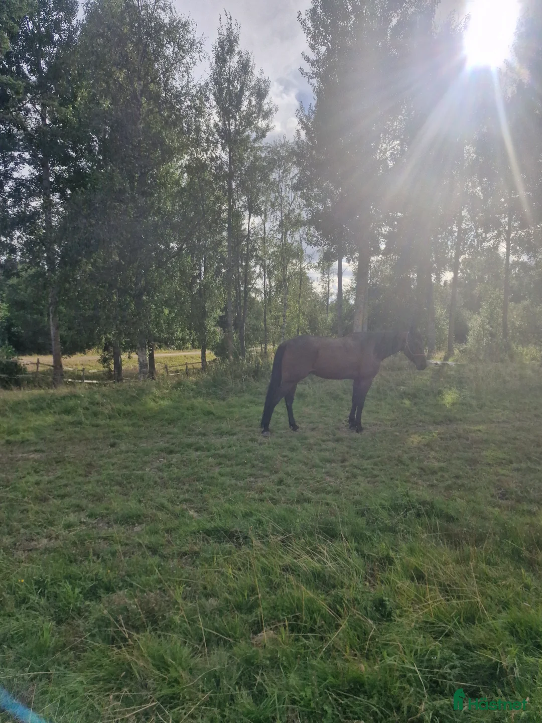 Trav hästar till salu: High flyer v.s - Annons 2