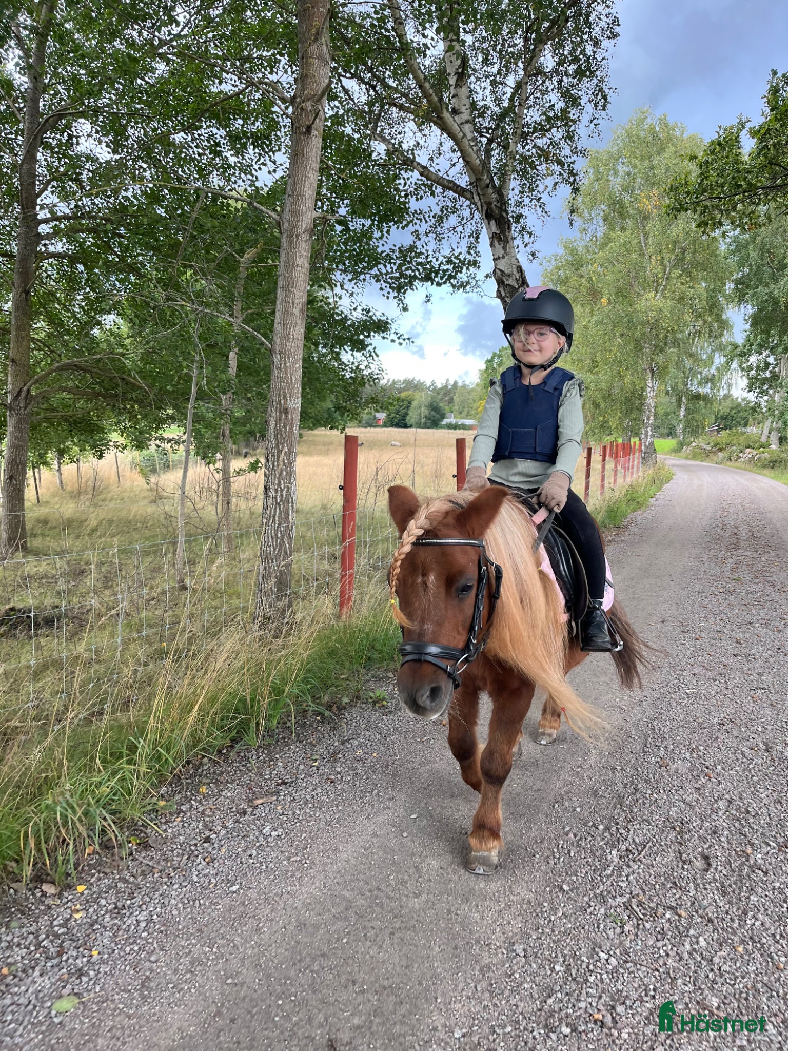  hästar C-ponny sökes - Annons 5