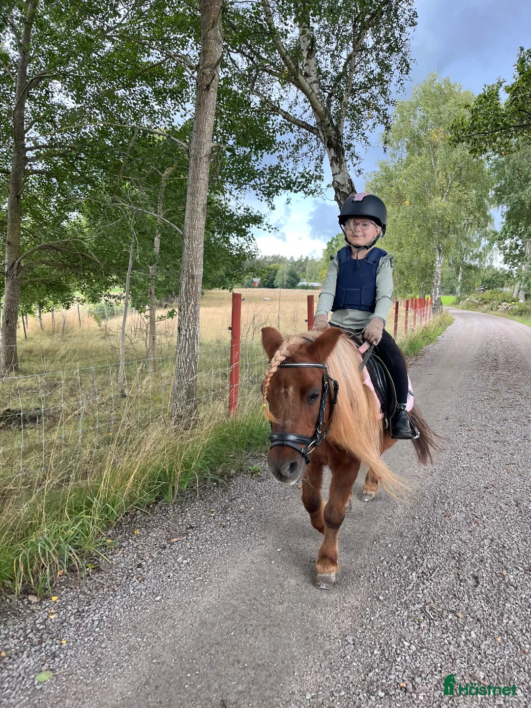 Allround hästar sökes: C-ponny sökes - Annons 1