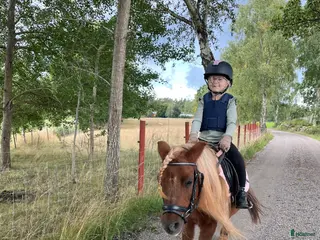 hästar C-ponny sökes - Annons 5