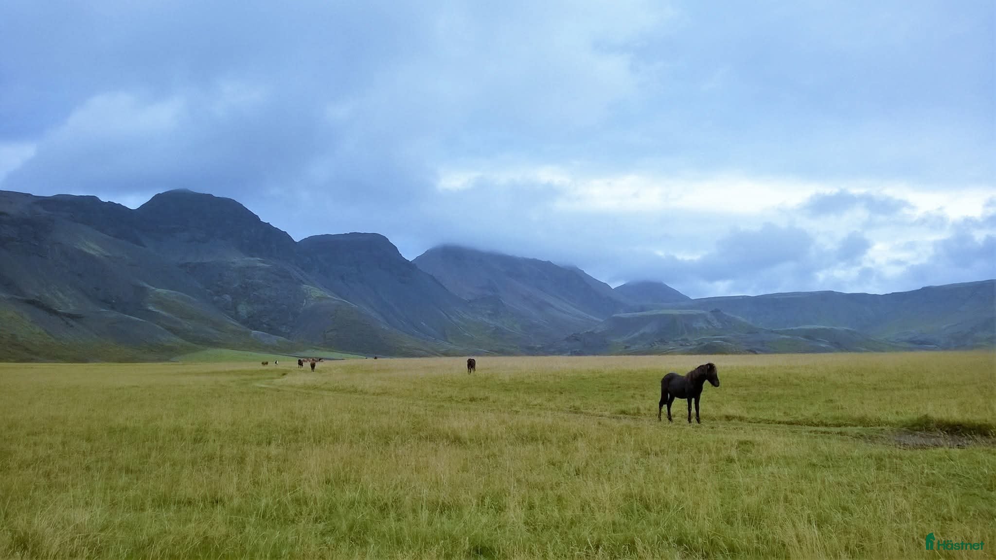  hästar Läromästare dressyr sökes  i Solna - Annons 13