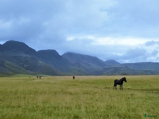 hästar Läromästare dressyr sökes i Solna - Annons 2