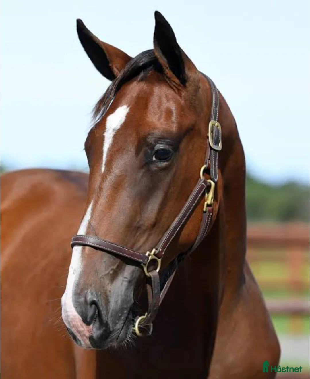 Allround hästar till salu: Super trevligt sto - Annons 1