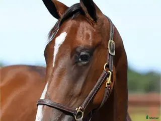 hästar Super trevligt sto - Annons 5