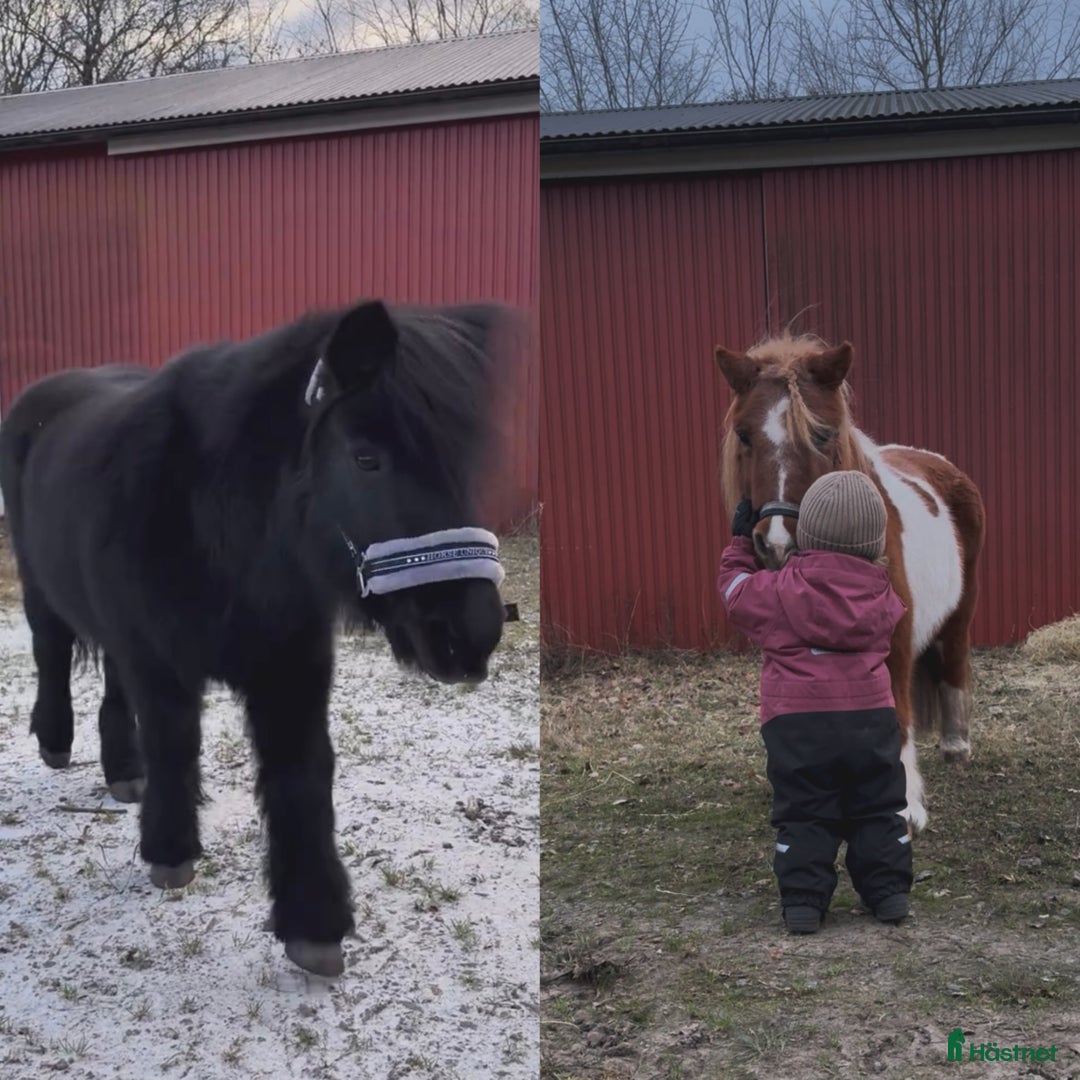Allround hästar sökes: Vi söker en ny kompis till vår shettis❤️ i Varberg - Annons 1