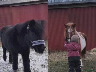 hästar Vi söker en ny kompis till vår shettis❤️ i Varberg - Annons 4
