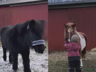 hästar Vi söker en ny kompis till vår shettis❤️ - Annons 3