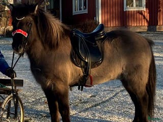 hästar Väluppfostrad 5-gångare i Östhammar - Annons 8