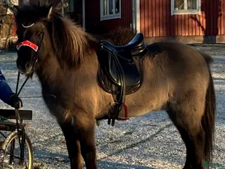 hästar Väluppfostrad 5-gångare i Östhammar - Annons 6