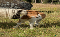 Avel hästar till salu: Minishetland  i Holmsjö - Bild 1
