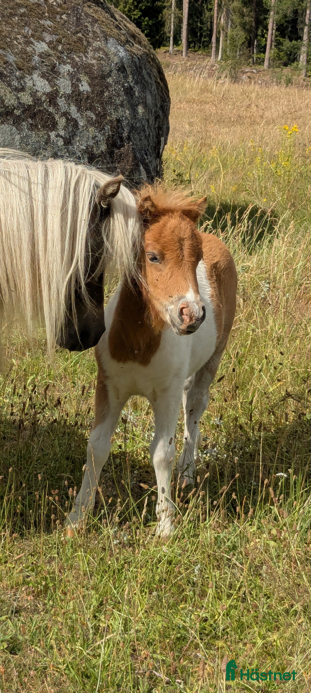Avel hästar till salu: Minishetland  i Holmsjö - Bild 1