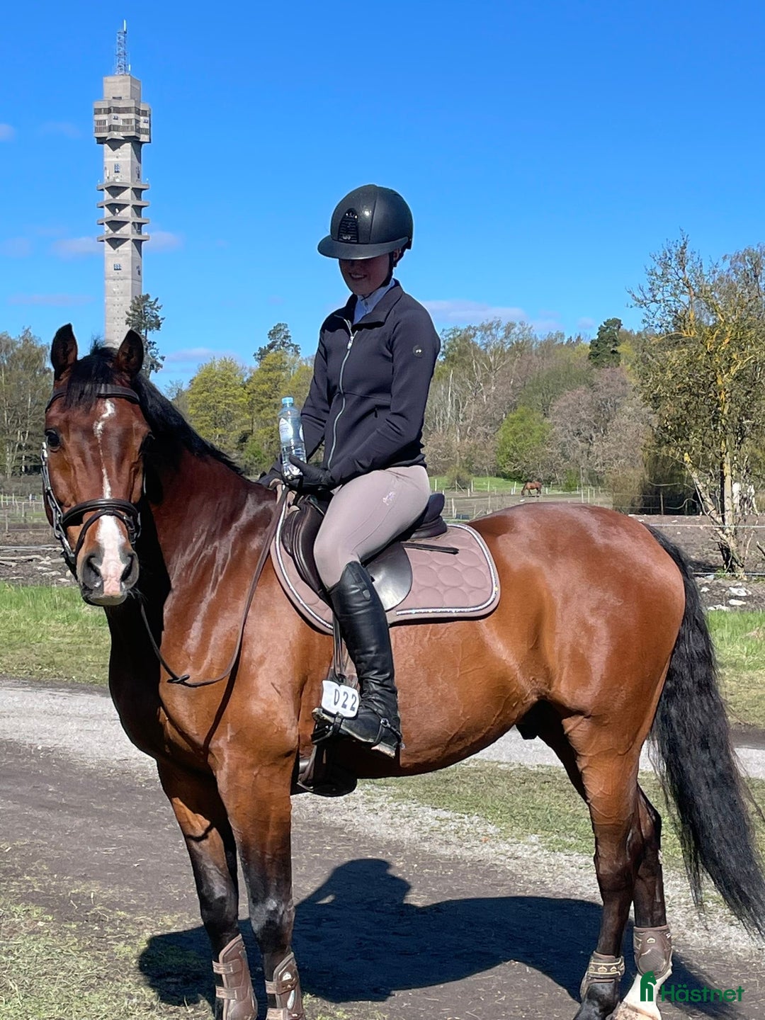 Hoppning hästar sökes: Hopphäst & bästavän!  i Tullinge - Annons 1