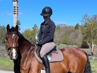 hästar Hopphäst & bästavän! i Tullinge - Annons 11