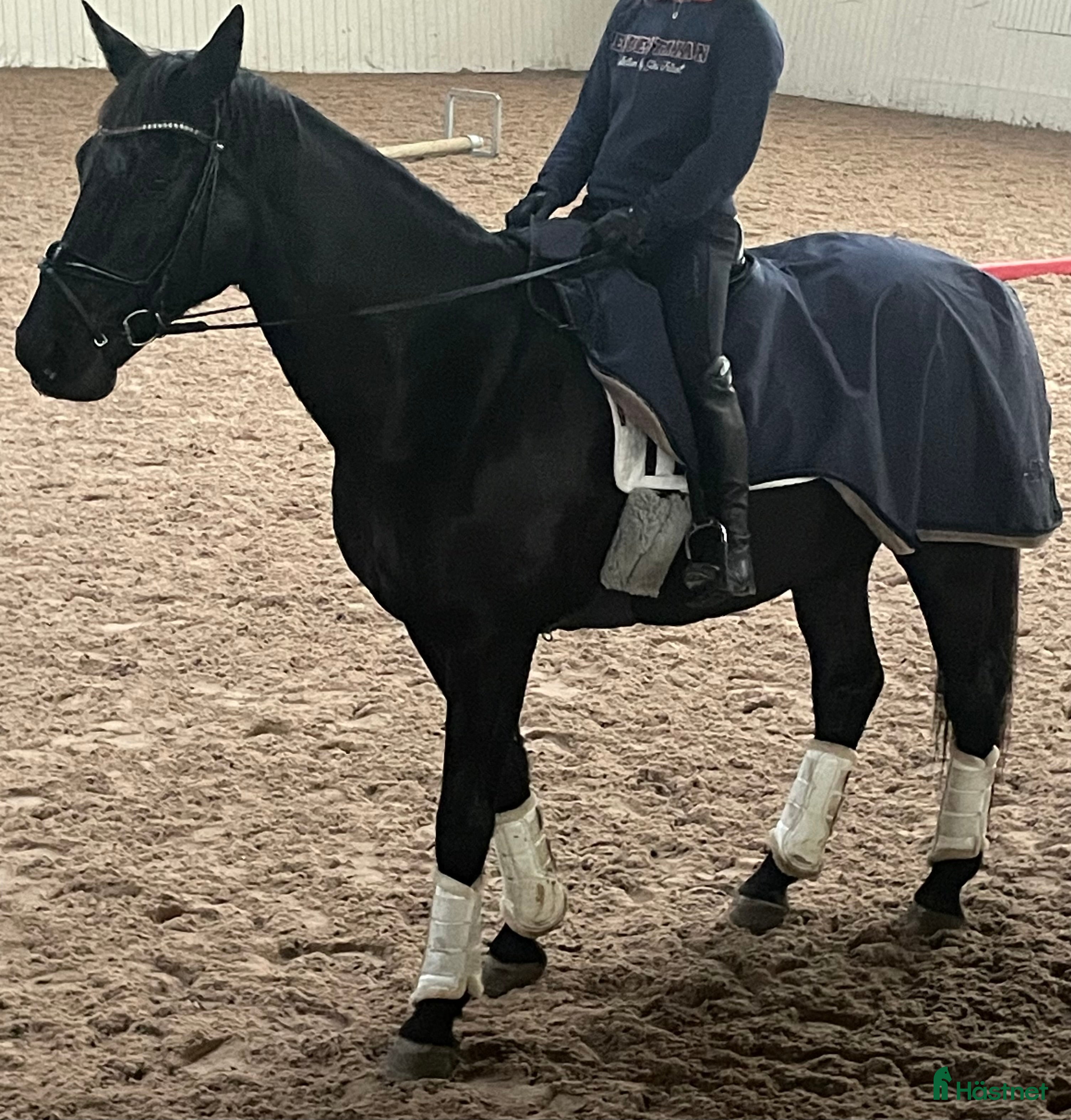  hästjobb Ledsagare i Falsterbo - Annons 7