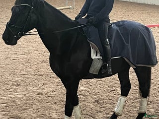 hästjobb Ledsagare i Falsterbo - Annons 5