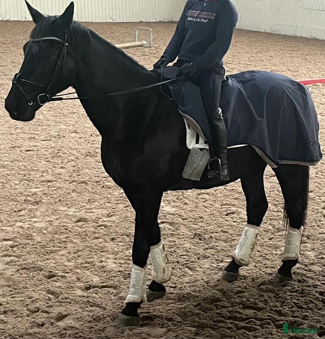  hästjobb finnes: Ledsagare - Annons 1