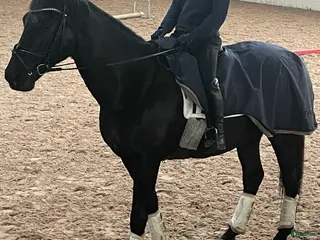 hästjobb Ledsagare - Annons 8