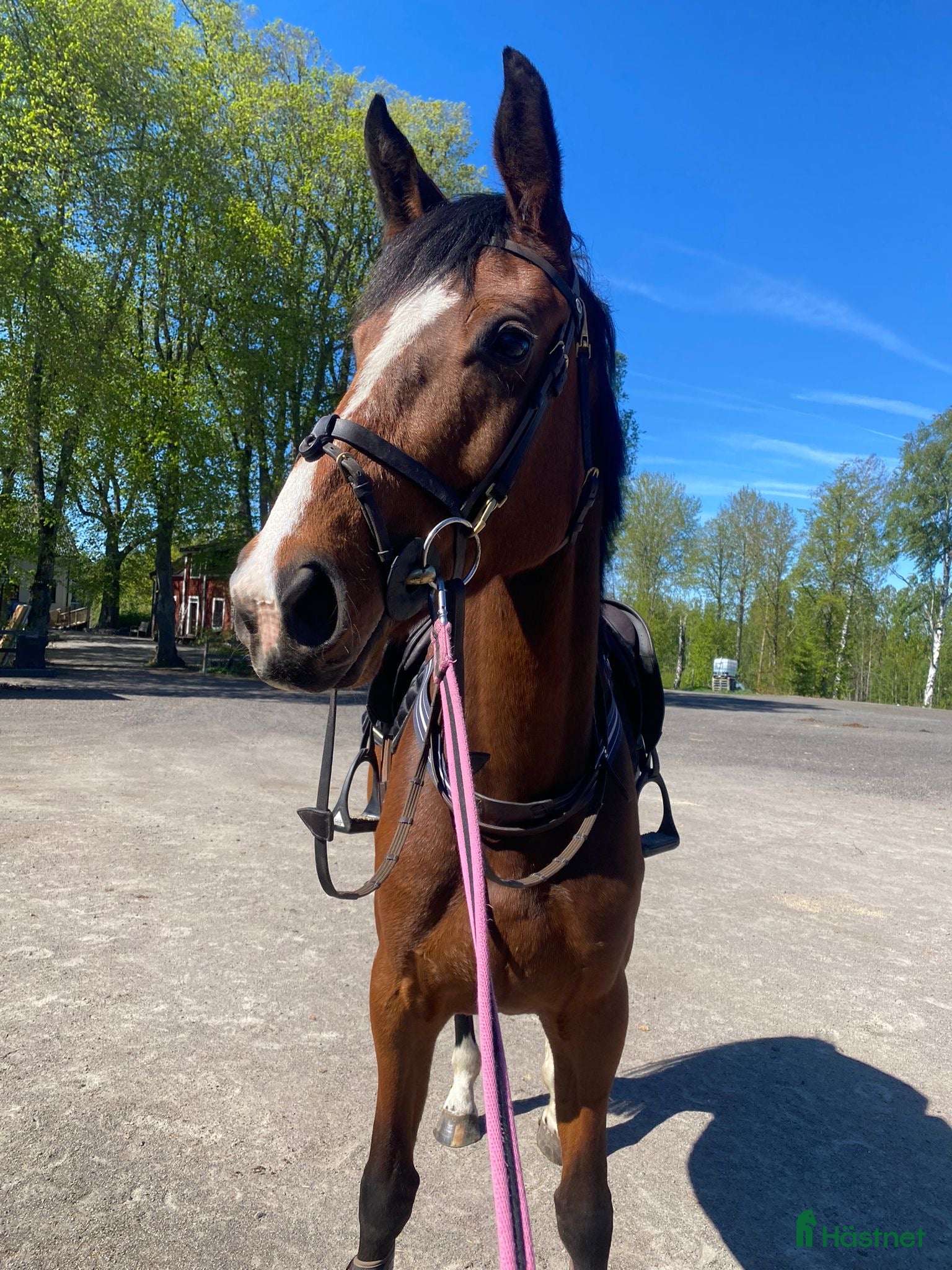  hästar Trevligt sto - Annons 8