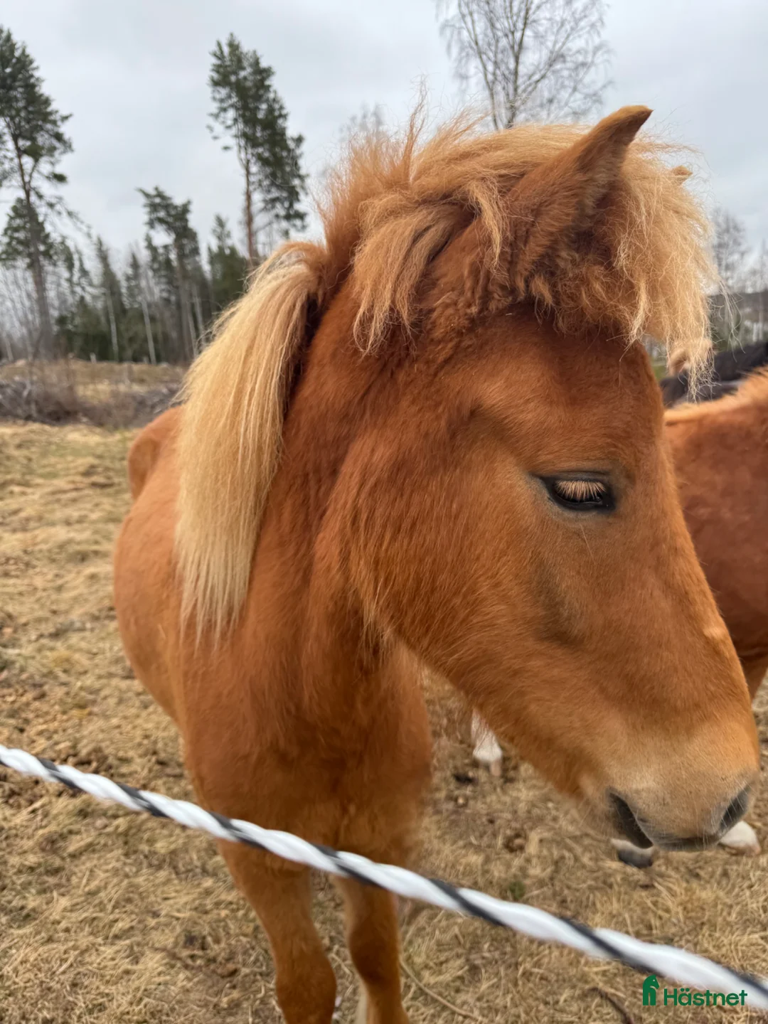Island hästar till salu: Islandshäst  i Furudal - Annons 2