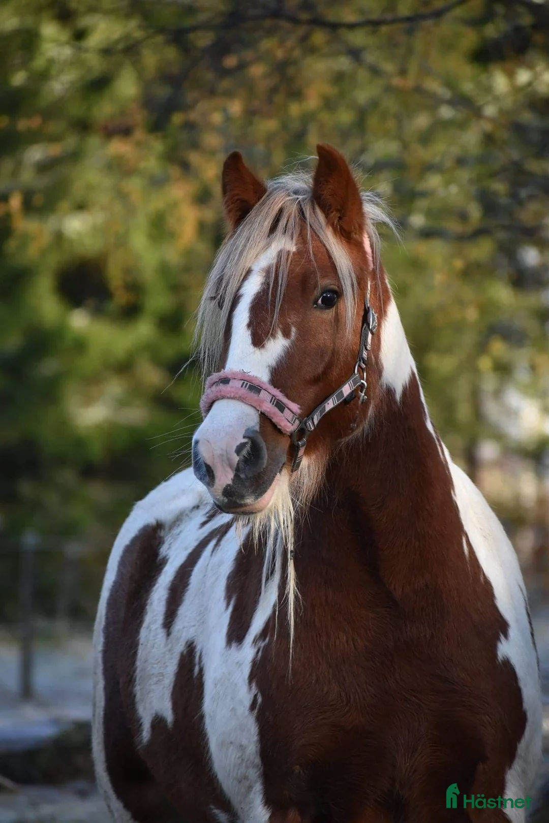Allround hästar till salu: Drömponny irish cob sto unghäst fux  i Lund - Annons 4