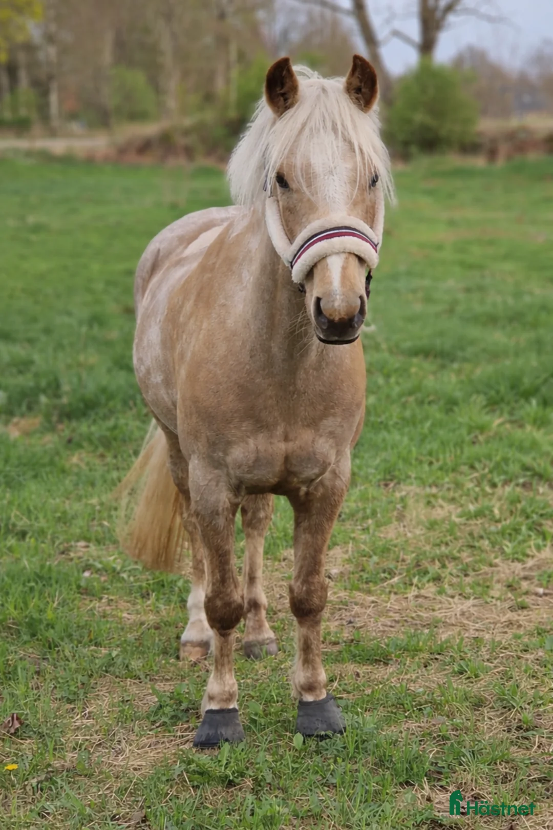 Allround hästar till salu: 🌟 Lyxig B-ponny f-12 🌟 - Annons 5