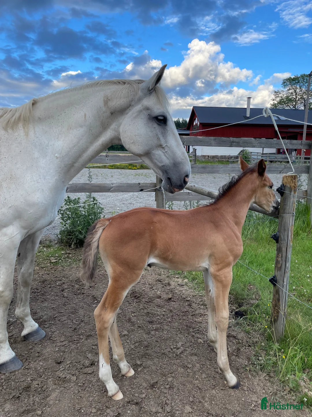 Allround hästar till salu: Avel och/eller Ridning i Brottby - Annons 5