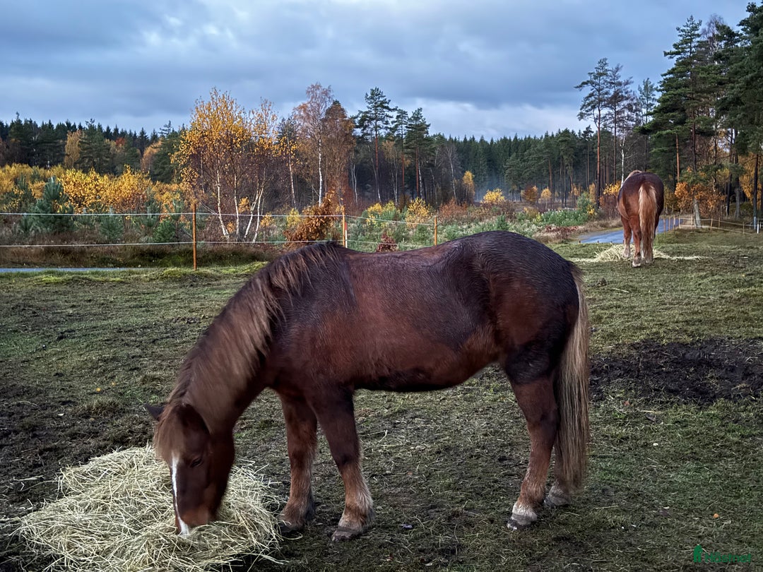  stallplats finnes: Granetorps Framtid 🥰 - lösdrift för islandshästar i Tyringe - Annons 6