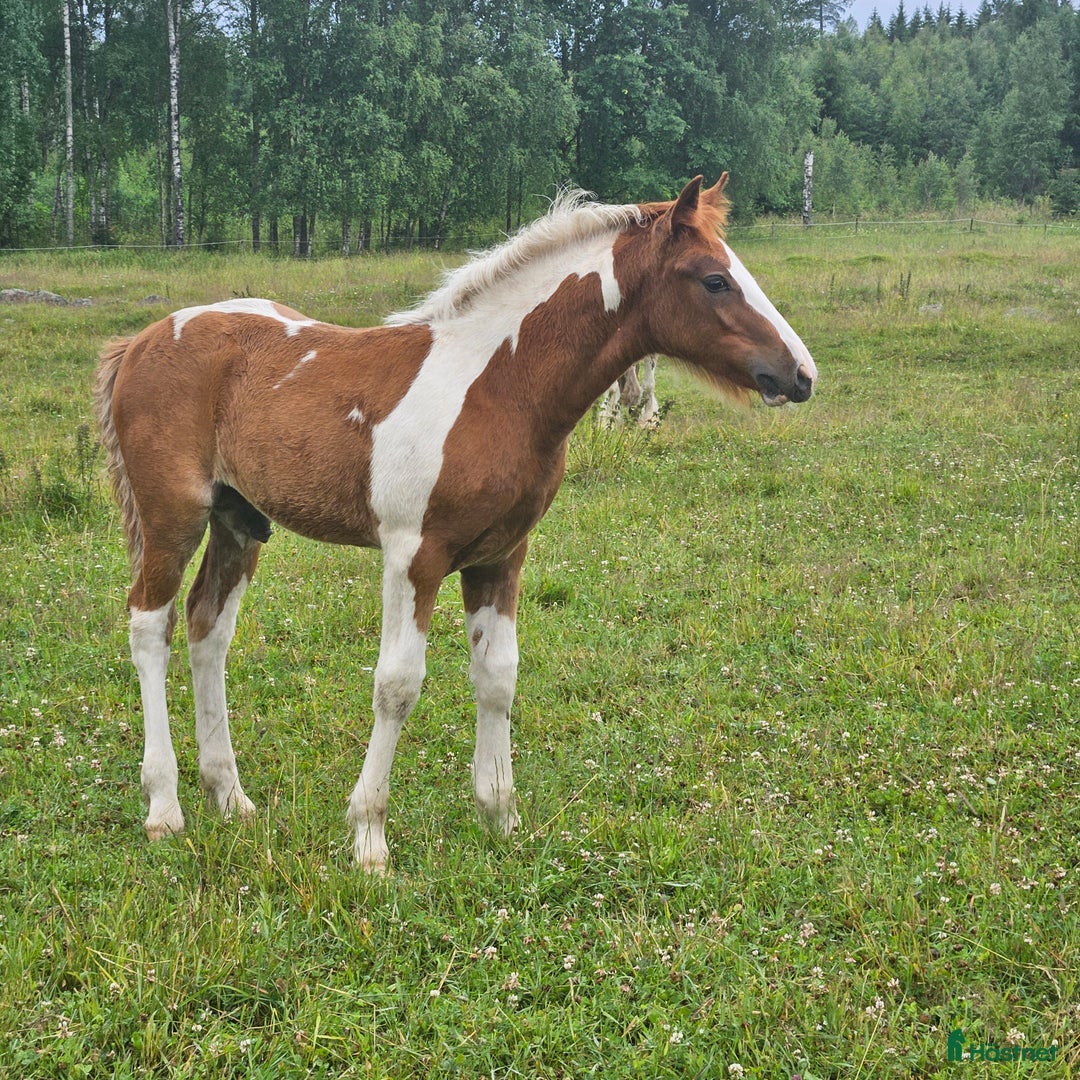 Allround hästar till salu: Finaste Julle, irishcob/vbl i Närkesberg - Annons 7