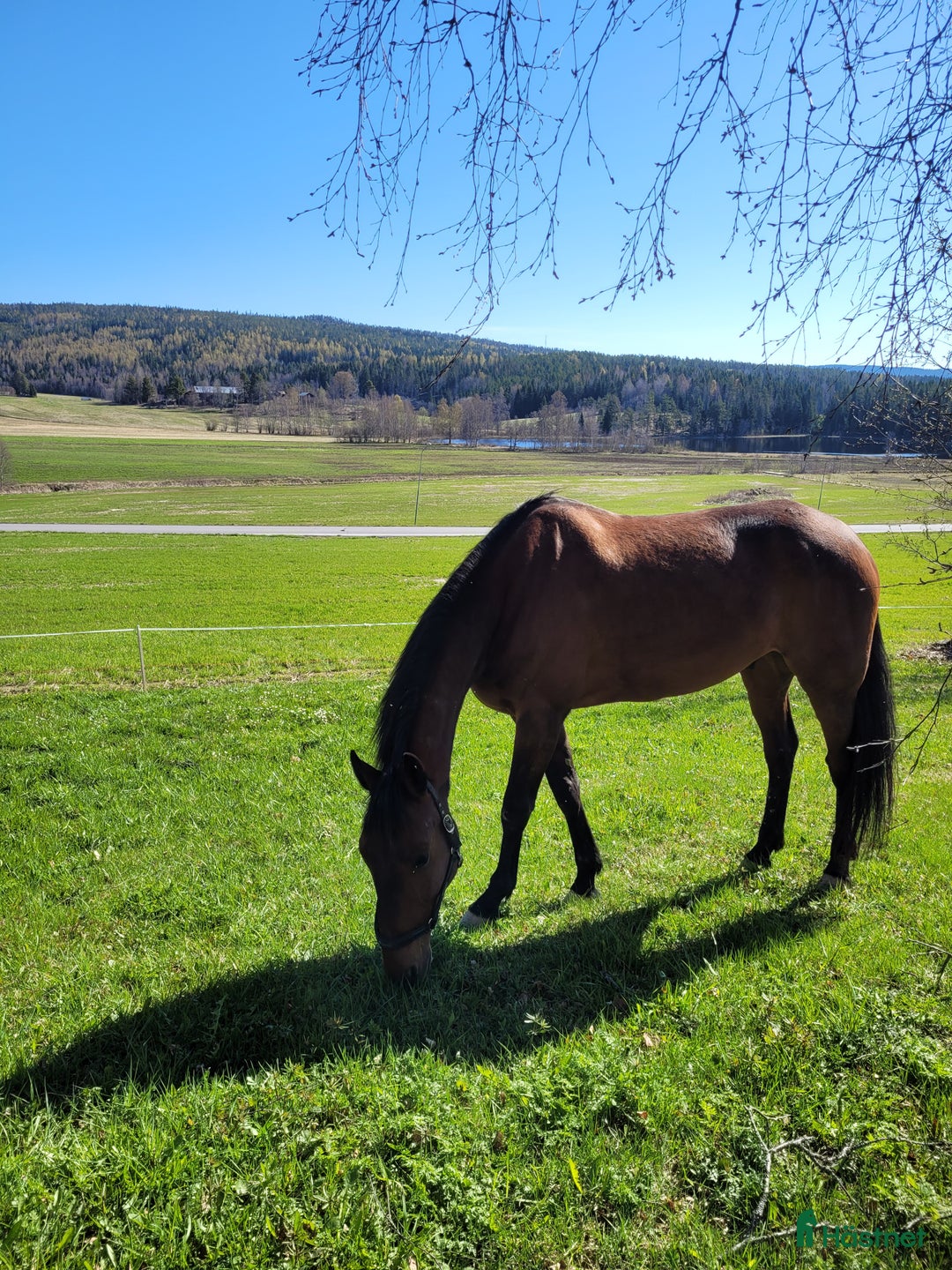 Övrigt hästar till salu: SÖKER NYTT HEM i Skog - Annons 3