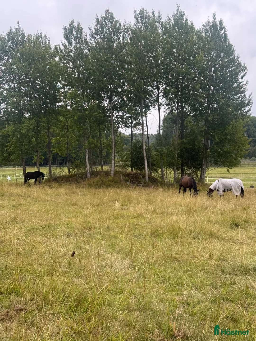  stallplats finnes: STALLPLATS FINNES – TUNGELSTA 🐴 - Annons 17