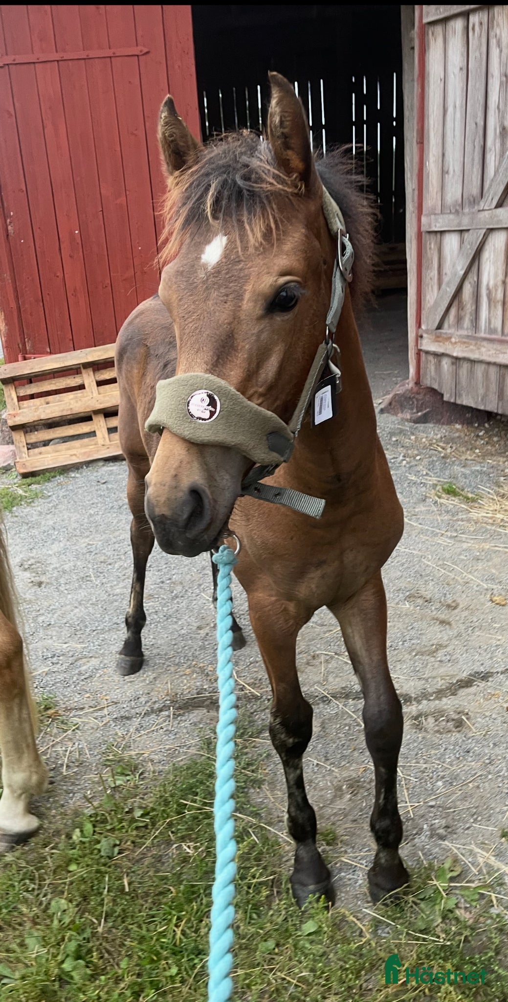 Allround hästar till salu: PRINCESS ROYAL LEGACY -fantastiskt sto m potential i Gnesta - Annons 6