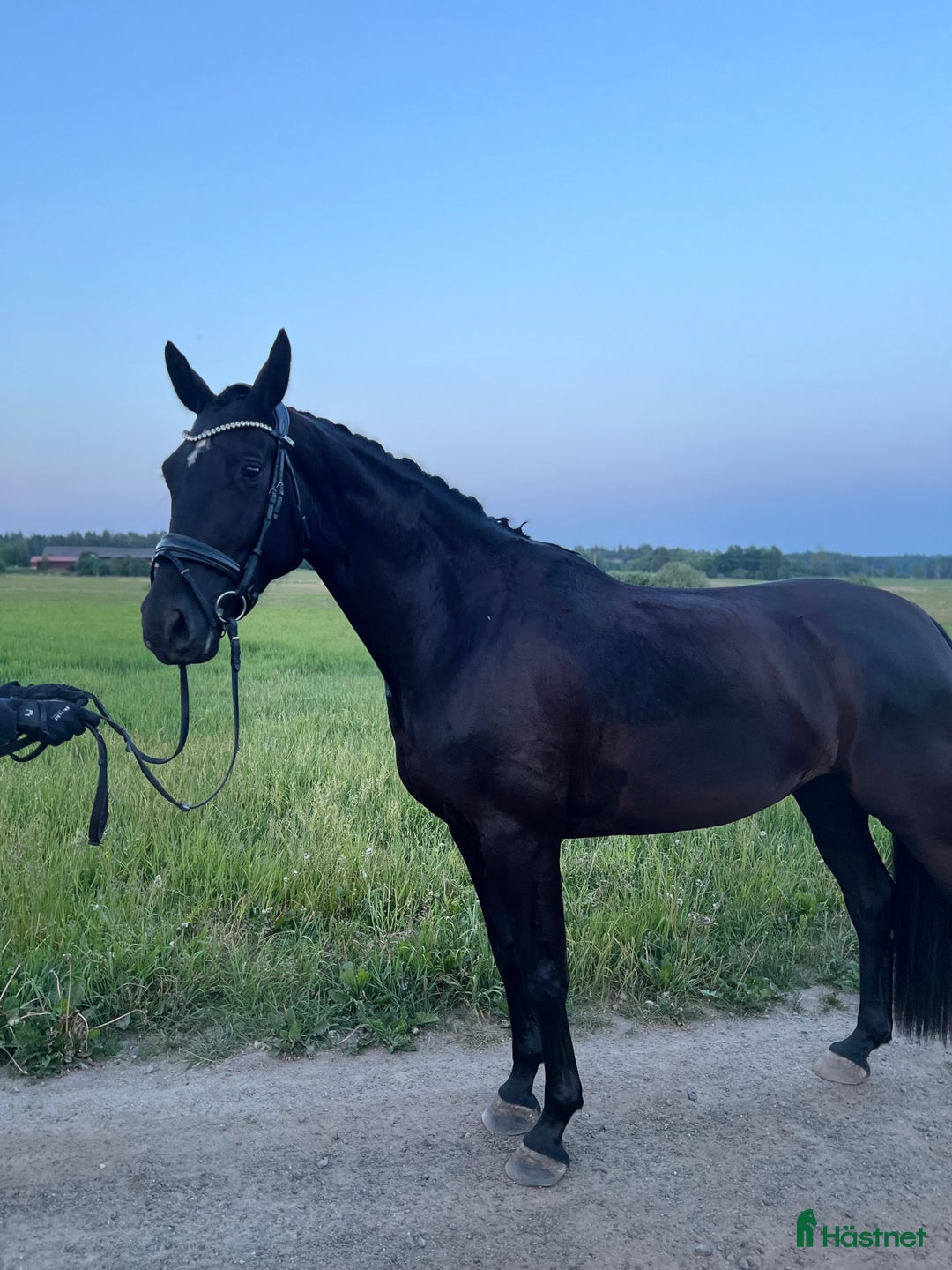 Dressyr hästar till salu:  Dräktigt toppsto i Tungelsta - Annons 2