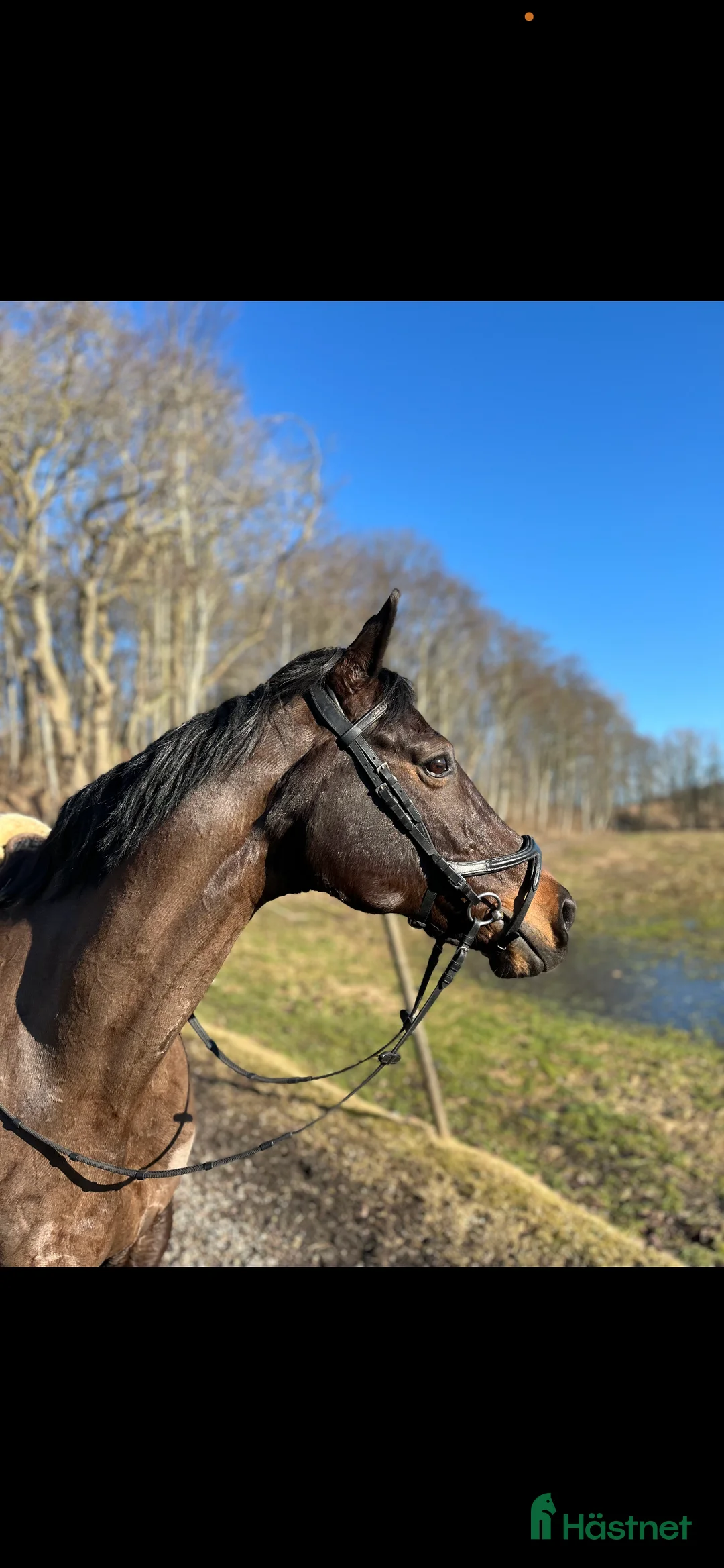 Allround hästar till salu: Trevligt Feminint Sto i Borrby - Annons 2