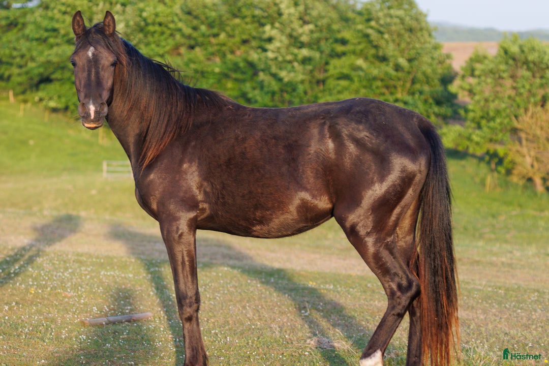Avelshästar hästar till salu: Drömmen om en Svart Arabisk Häst i Hobro - Annons 3