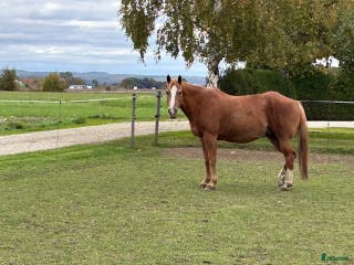 hästar Fint APHA Avelssto ! i Löberöd - Annons 9