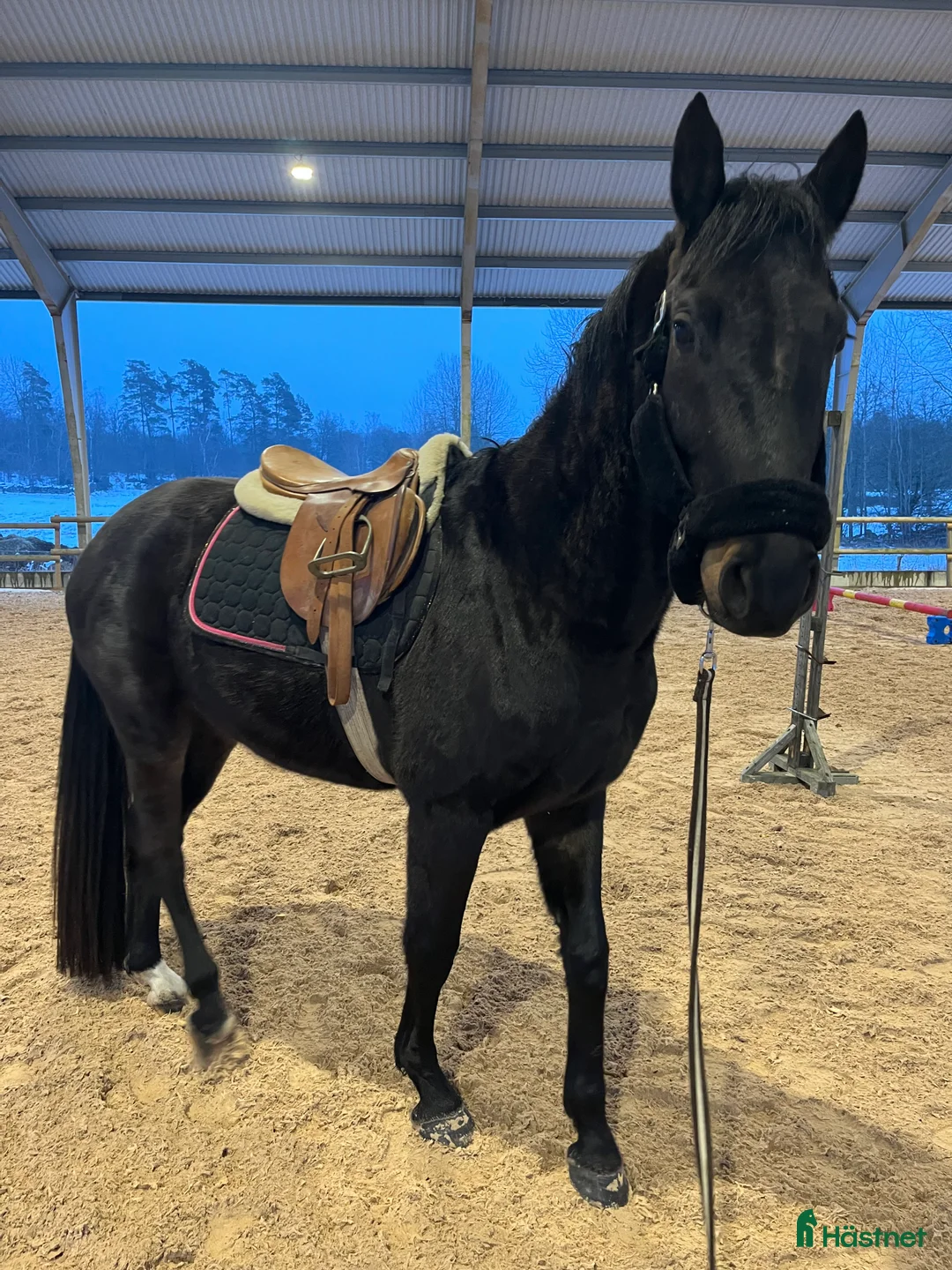 Allround hästar till salu: Snygg och trevlig SWB valack - 22 - Annons 2