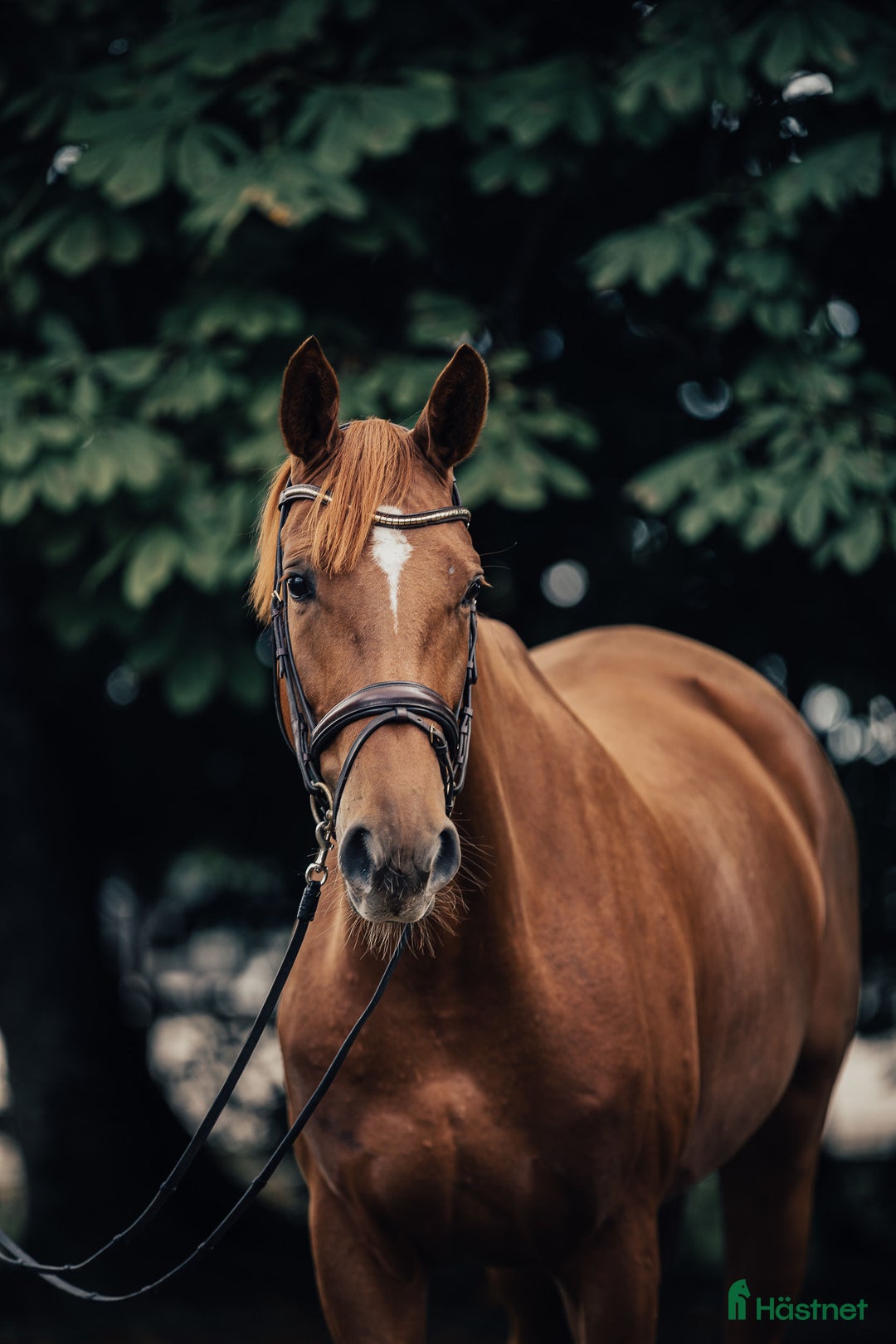 Dressyr hästar till salu: Dressyrsto e. Sibelius i Habo - Annons 2