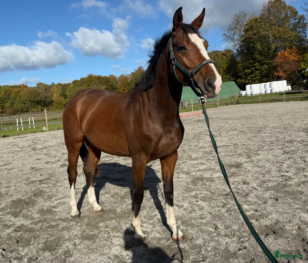 Hoppning hästar till salu: Fantastisk unghäst! i Sölvesborg - Annons 5