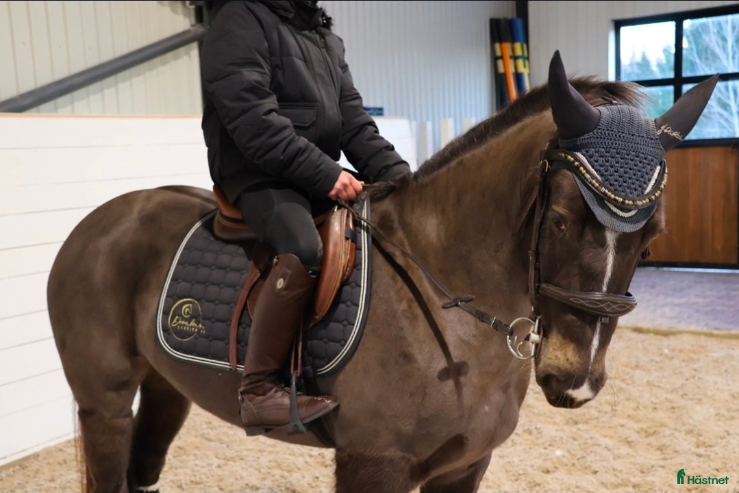  hästar Topp-Ponny✨️ i Lindesberg - Annons 1