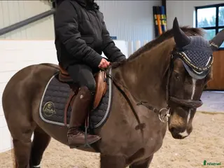 hästar Topp-Ponny✨️ i Lindesberg - Annons 1