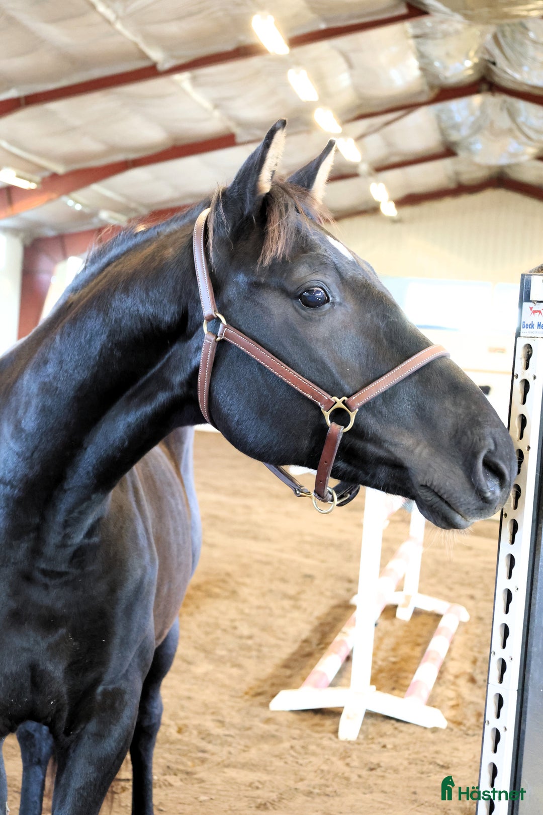 Hoppning hästar till salu: Lovande 2årsvalack i Vintrosa - Annons 3